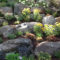 Relaxing Modern Rock Garden Ideas To Make Your Backyard Beautiful 10
