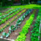 Exciting Ideas To Grow Veggies In Your Garden 20