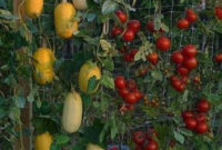 Exciting Ideas To Grow Veggies In Your Garden 27