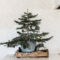Wonderful Scandinavian Christmas Decoration Ideas 51