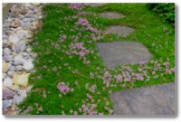 Innovative Stepping Stone Pathway Decor For Your Garden 15