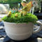 Pretty Fairy Garden Plants Ideas For Around Your Side Home 19