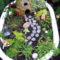 Pretty Fairy Garden Plants Ideas For Around Your Side Home 47