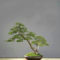 Inspiring Bonsai Tree Ideas For Your Garden 05