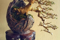 Inspiring Bonsai Tree Ideas For Your Garden 06