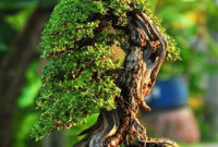Inspiring Bonsai Tree Ideas For Your Garden 09