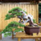 Inspiring Bonsai Tree Ideas For Your Garden 11