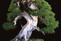 Inspiring Bonsai Tree Ideas For Your Garden 12