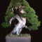 Inspiring Bonsai Tree Ideas For Your Garden 12