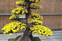 Inspiring Bonsai Tree Ideas For Your Garden 13