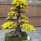 Inspiring Bonsai Tree Ideas For Your Garden 13