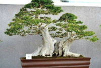 Inspiring Bonsai Tree Ideas For Your Garden 15