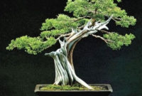 Inspiring Bonsai Tree Ideas For Your Garden 16