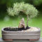 Inspiring Bonsai Tree Ideas For Your Garden 17