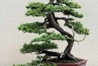 Inspiring Bonsai Tree Ideas For Your Garden 18
