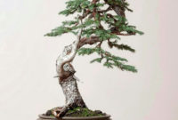 Inspiring Bonsai Tree Ideas For Your Garden 19
