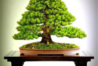 Inspiring Bonsai Tree Ideas For Your Garden 20