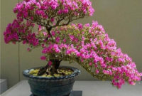 Inspiring Bonsai Tree Ideas For Your Garden 21