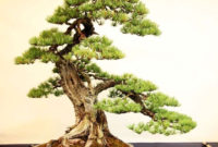 Inspiring Bonsai Tree Ideas For Your Garden 22
