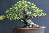 Inspiring Bonsai Tree Ideas For Your Garden 23