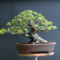 Inspiring Bonsai Tree Ideas For Your Garden 23