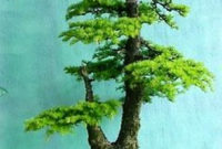 Inspiring Bonsai Tree Ideas For Your Garden 24