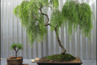 Inspiring Bonsai Tree Ideas For Your Garden 26