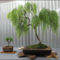 Inspiring Bonsai Tree Ideas For Your Garden 26