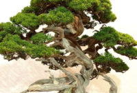Inspiring Bonsai Tree Ideas For Your Garden 27