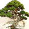 Inspiring Bonsai Tree Ideas For Your Garden 27