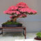 Inspiring Bonsai Tree Ideas For Your Garden 28