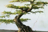 Inspiring Bonsai Tree Ideas For Your Garden 29