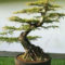Inspiring Bonsai Tree Ideas For Your Garden 29
