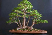 Inspiring Bonsai Tree Ideas For Your Garden 31