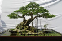 Inspiring Bonsai Tree Ideas For Your Garden 33
