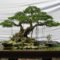 Inspiring Bonsai Tree Ideas For Your Garden 33
