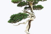 Inspiring Bonsai Tree Ideas For Your Garden 34