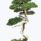 Inspiring Bonsai Tree Ideas For Your Garden 34