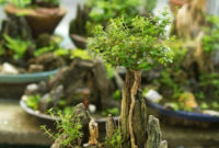 Inspiring Bonsai Tree Ideas For Your Garden 35