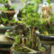 Inspiring Bonsai Tree Ideas For Your Garden 35