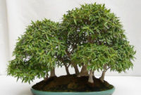 Inspiring Bonsai Tree Ideas For Your Garden 36