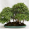 Inspiring Bonsai Tree Ideas For Your Garden 36