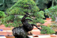 Inspiring Bonsai Tree Ideas For Your Garden 37