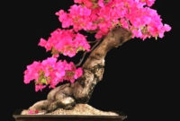 Inspiring Bonsai Tree Ideas For Your Garden 39