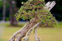 Inspiring Bonsai Tree Ideas For Your Garden 41