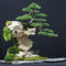 Inspiring Bonsai Tree Ideas For Your Garden 43