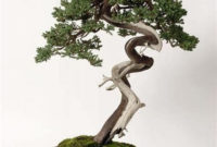 Inspiring Bonsai Tree Ideas For Your Garden 45
