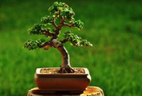 Inspiring Bonsai Tree Ideas For Your Garden 46