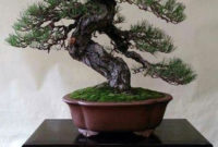 Inspiring Bonsai Tree Ideas For Your Garden 47