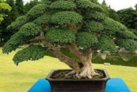 Inspiring Bonsai Tree Ideas For Your Garden 48